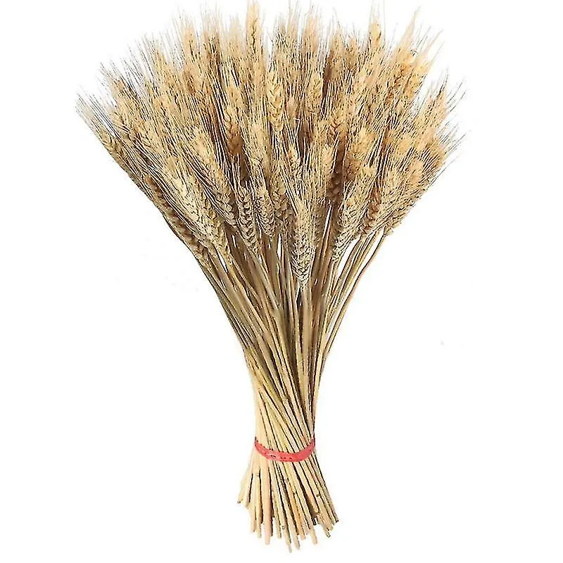 50pcs W Ears Dried En Plants Pri S